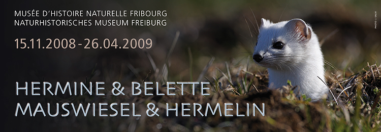 Exposition Hermine et Belette - Musée d'Histoires Naturelles de Fribourg - en Suisse
