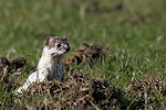 photographie d'Hermine