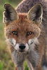 photo de Renard