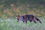 Renard au mulotage