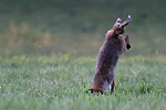 photo de Renard au mulotage