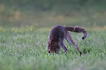 photographie de goupil au mulotage