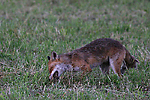 photo de Renard aux campagnols
