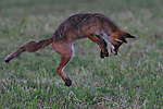 photo de Renard au mulotage