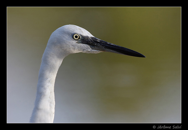 Photographie - Aigrette garzette - Egretta garzetta - Little Egret