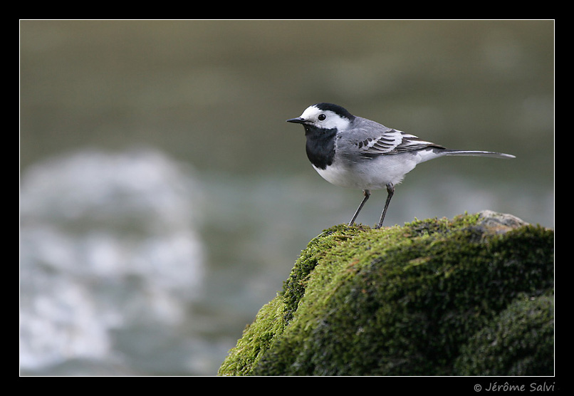 Photographie - Bergeronnette grise - Motacilla alba - White Wagtail