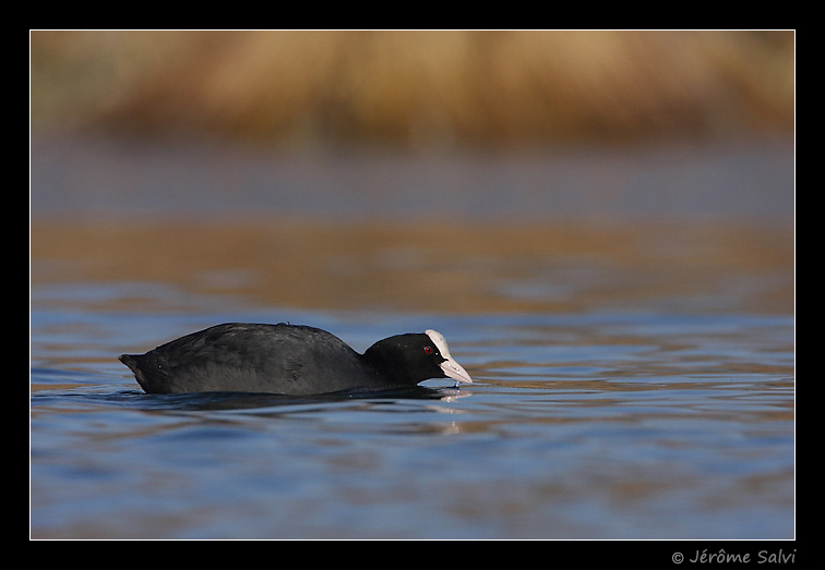 Foulque macroule - Fulica atra - Coot - Photographie