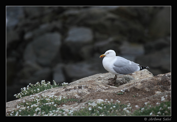 goéland argenté en Bretagne à la Réserve Naturelle des 7 îles