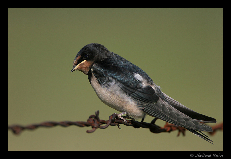 Hirondelle rustique - Hirondo rustica - Swallow