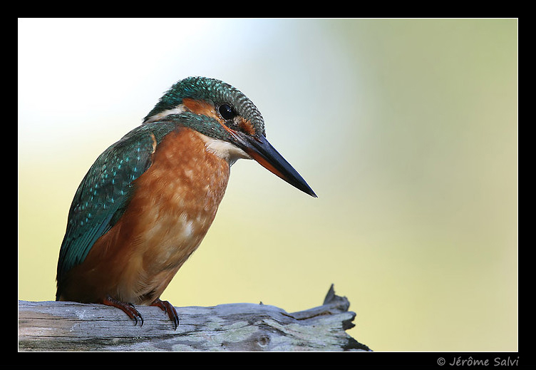Femelle de Martin pêcheur - Acedo atthis - Kingfisher