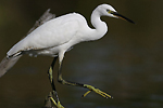 photographie d'Aigrette garzette