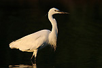 photo d'Aigrette garzette