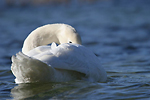 photographie de Cygne tubercul�