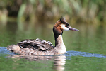 photographie de Gr�be hupp�