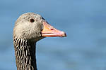 photographie d'Oie cendr�e