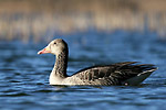 photographie d'Oie cendr�e
