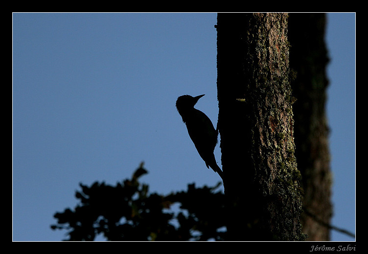 Pic vert - Picus viridis - Green Woodpecker