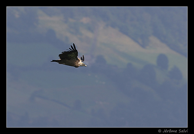 Vautour fauve du pays basque français - Gyps fulvus - Griffon Vulture