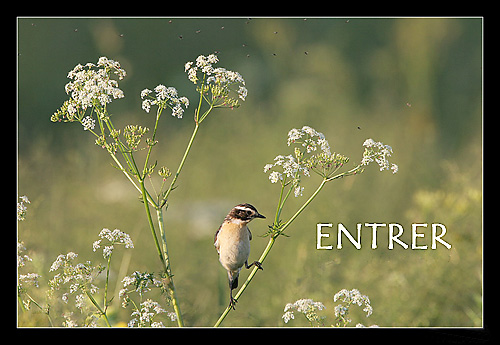 Beaut� sauvage - photographie animali�re - J�r�me