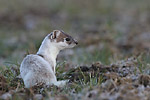 photo d'Hermine