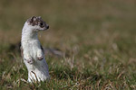 photographie d'Hermine