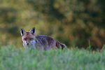 photo de Renard