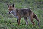 photographie de Renard