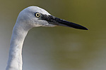 photographie d'Aigrette garzette