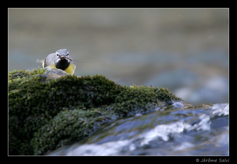 Photographie - Bergeronnette des ruisseaux - Motacilla cinerea - Motacilla alba