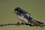 Hirondelle rustique