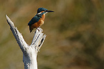 photographie de martin pêcheur sur perchoir